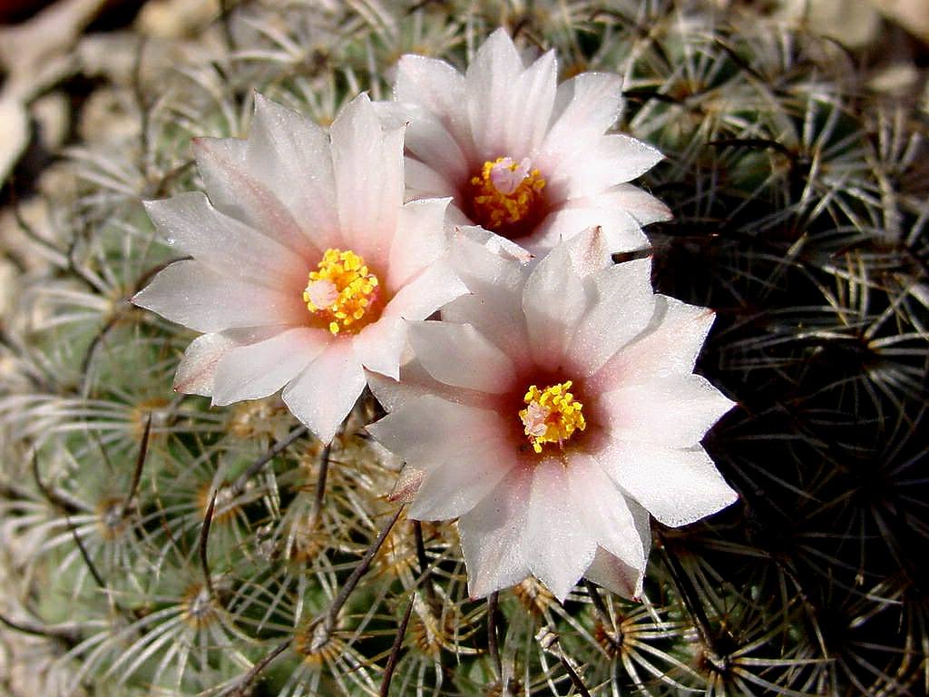 Turbinicarpus ysabelae